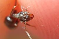 Lasius niger