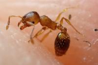 Temnothorax nylanderi