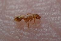 Temnothorax parvulus