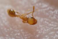 Temnothorax parvulus