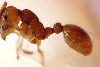 Myrmica sabuleti