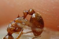Myrmica rubra