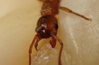 Myrmica scabrinodis