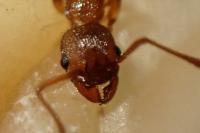 Myrmica scabrinodis