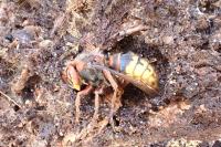 Vespa crabro