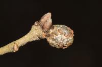 Andricus lignicolus