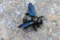 Xylocopa violacea
