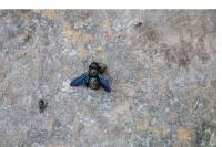 Xylocopa violacea
