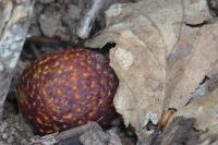 Cynips quercusfolii