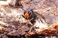 Vespa velutina