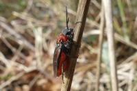 Dolerus