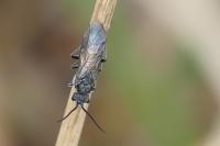 Dolerus
