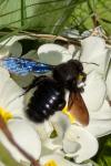 Xylocopa violacea