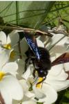 Xylocopa violacea