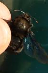 Xylocopa violacea