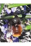 Osmia cornuta