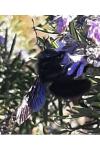 Xylocopa violacea