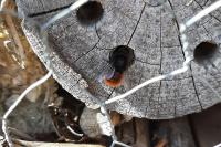 Osmia cornuta