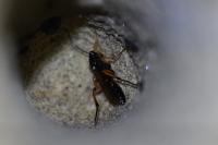 Diphyus quadripunctorius