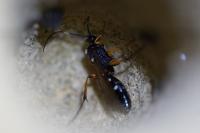 Diphyus quadripunctorius
