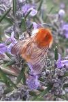 Bombus sp (pascuorum/humilis/muscorum)