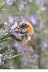 Bombus sp (pascuorum/humilis/muscorum)