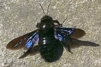 Xylocopa