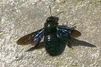 Xylocopa