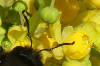 Xylocopa violacea