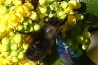 Xylocopa violacea