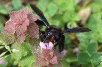 Xylocopa violacea
