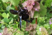 Xylocopa violacea