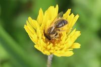Andrena trimmerana