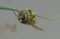 Apis mellifera