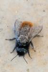 Osmia cornuta