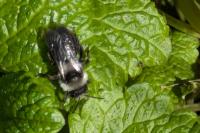 Andrena cineraria
