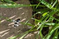 Andrena cineraria