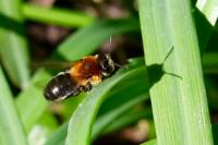 Andrena