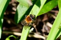 Andrena
