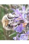 Anthophora plumipes