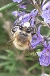 Anthophora plumipes