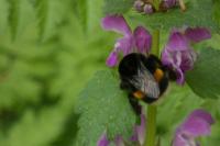 Bombus