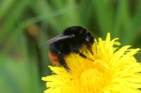 Bombus lapidarius