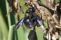 Xylocopa violacea