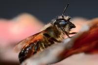 Osmia cornuta