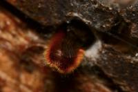 Osmia cornuta