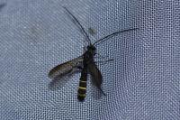 Metopius citratus