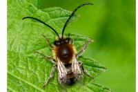 Eucera