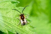 Eucera