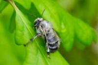 Anthophora plumipes